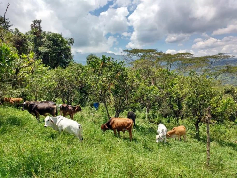 Pradera ganadera colombiana con árboles para un sistema silvopastoril